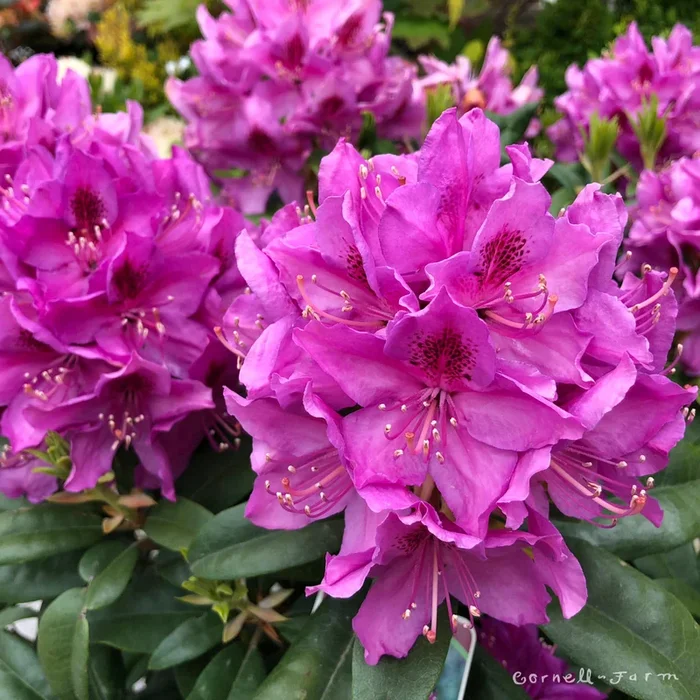 Rhododendron Anah Kruschke 21-24in