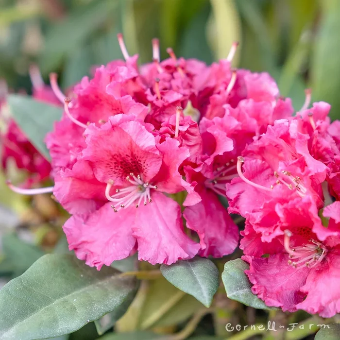 Rhododendron Besse Howells 21-24″ Red