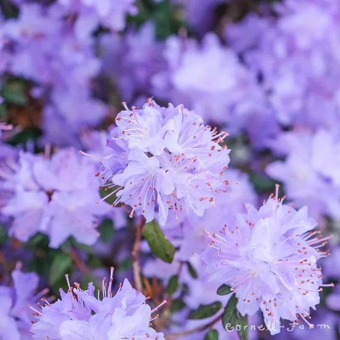 Rhododendron Blue Diamond 24-30in
