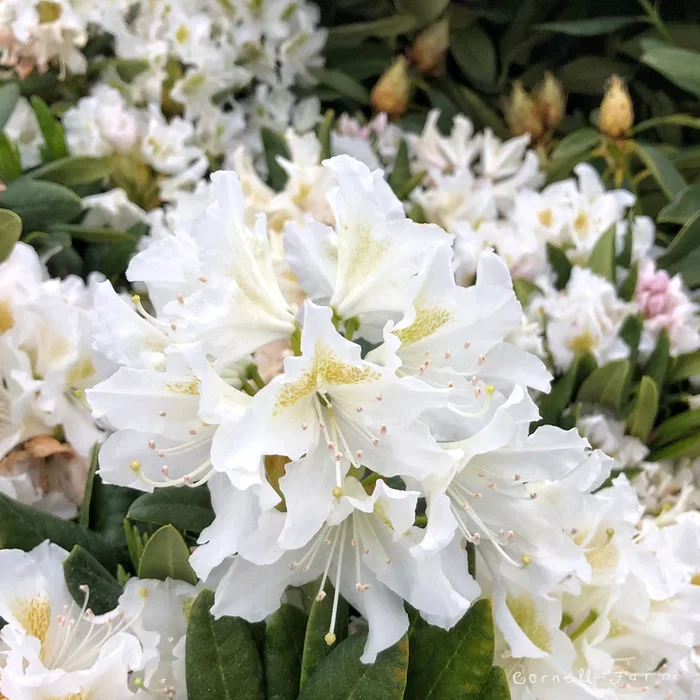 Rhododendron Cunningham’s White 7gal