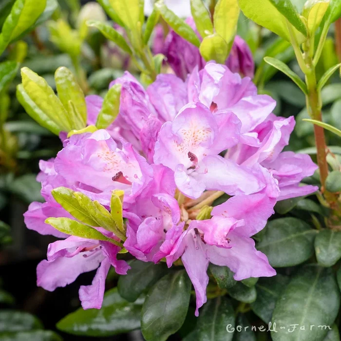 Rhododendron Daphnoides 18-21in 6gal