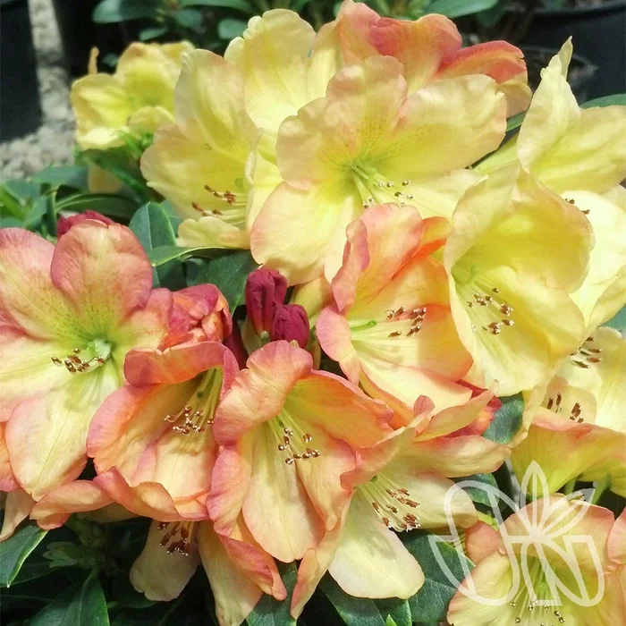 Rhododendron Golden Ruby 2gal