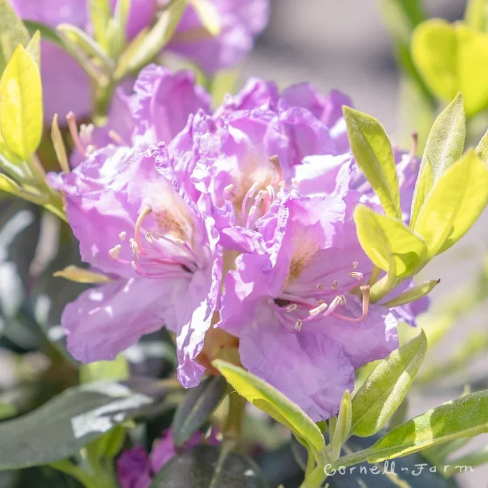 Rhododendron Goldflimmer 12-15in 3gal Purple