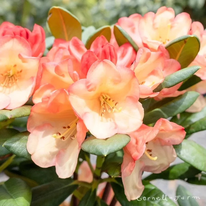 Rhododendron Seaview Sunset 1gal