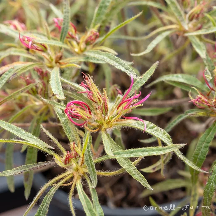 Rhododendron stenopetalum 3gal Spider Azalea