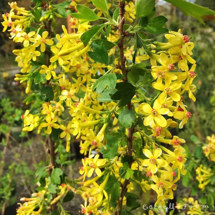 Ribes aureum 1gal Golden Currant
