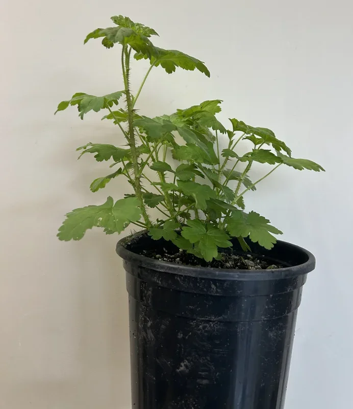 Ribes divaricatum, Spreading Gooseberry