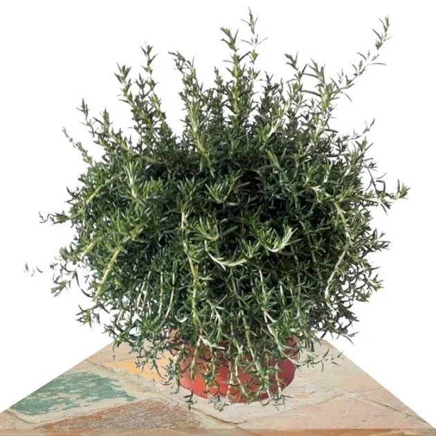ROMERO RASTERO 25CM (ROSMARINUS REPENS)