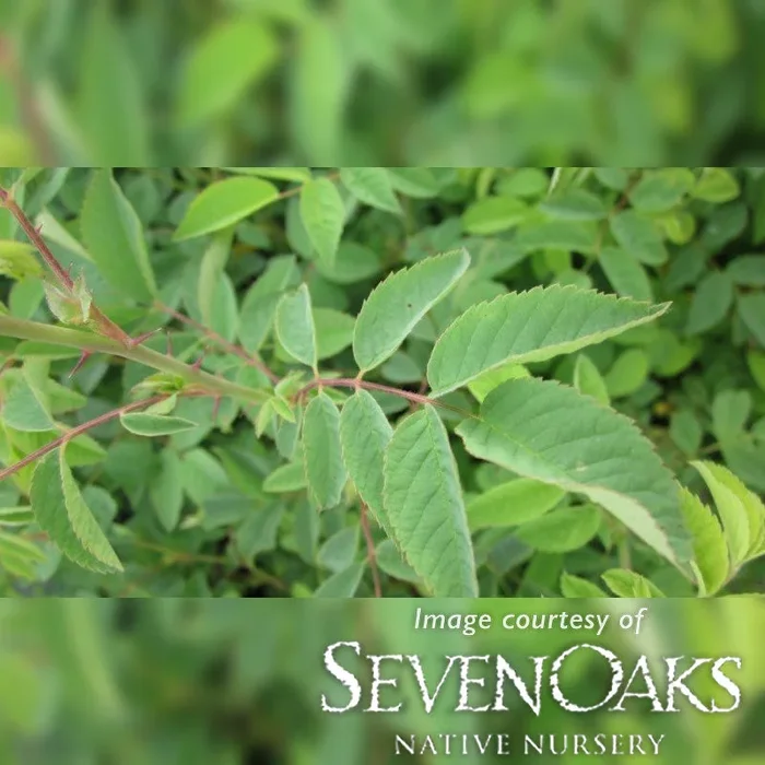 Rosa pisocarpa 2gal Clustered Wild Rose, Swamp Rose