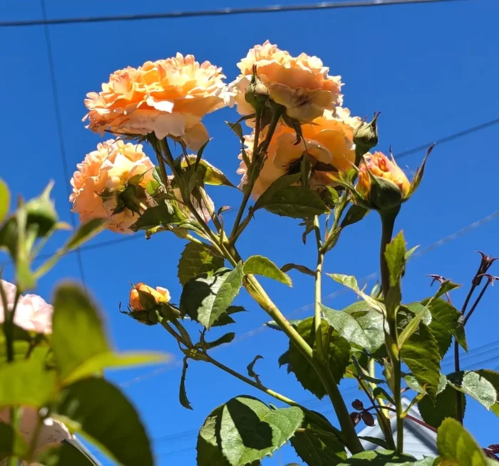 Rosa (Rose) ‘Polka’®