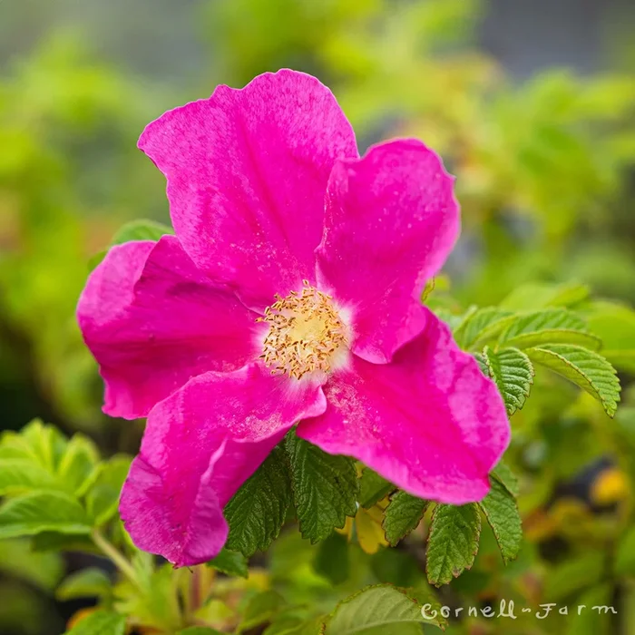 Rosa Rugosa 1gal Rugosa Rose