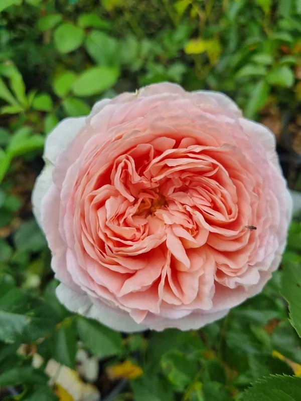 Rose ‘Abraham Darby’ 3ft Standard (Eco Grade)