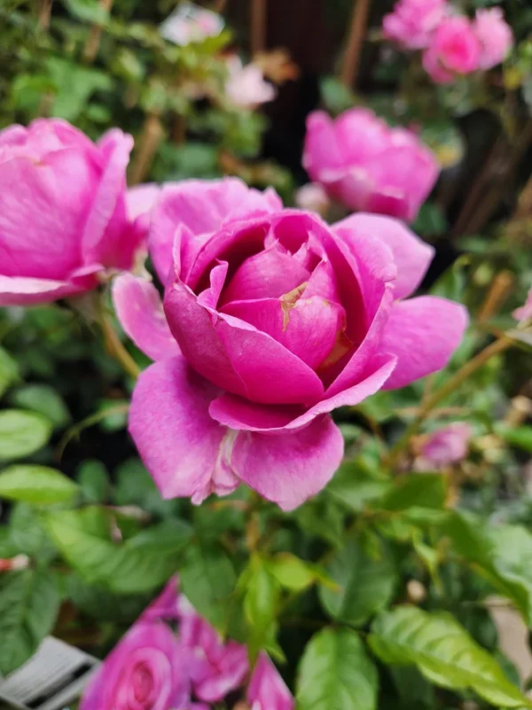 Rose ‘Adorable’ PBR