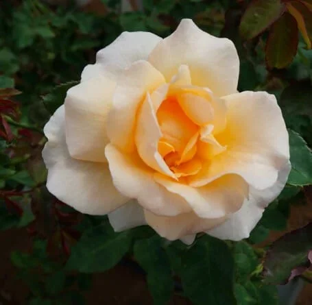Rose ‘Apricot Nectar’ 3ft Standard