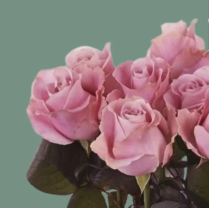 Rose Avalanche Pink (20 Stems)