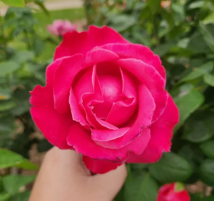 Rose ‘Best Friend’ 4ft Standard