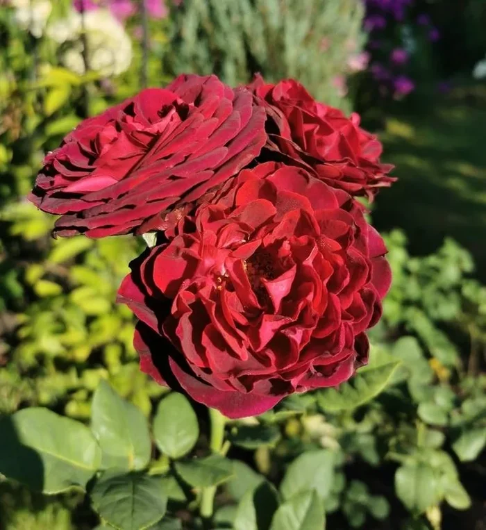 Rose ‘Black Caviar™’ Bush Form