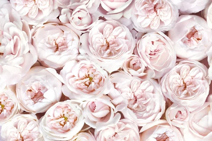 Rose ‘Blushing Pierre De Ronsard’ Climber