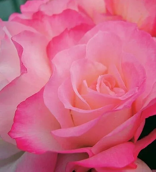Rose ‘Bold Seduction’ 3ft Standard