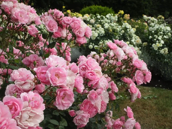 Rose ‘Bonica’