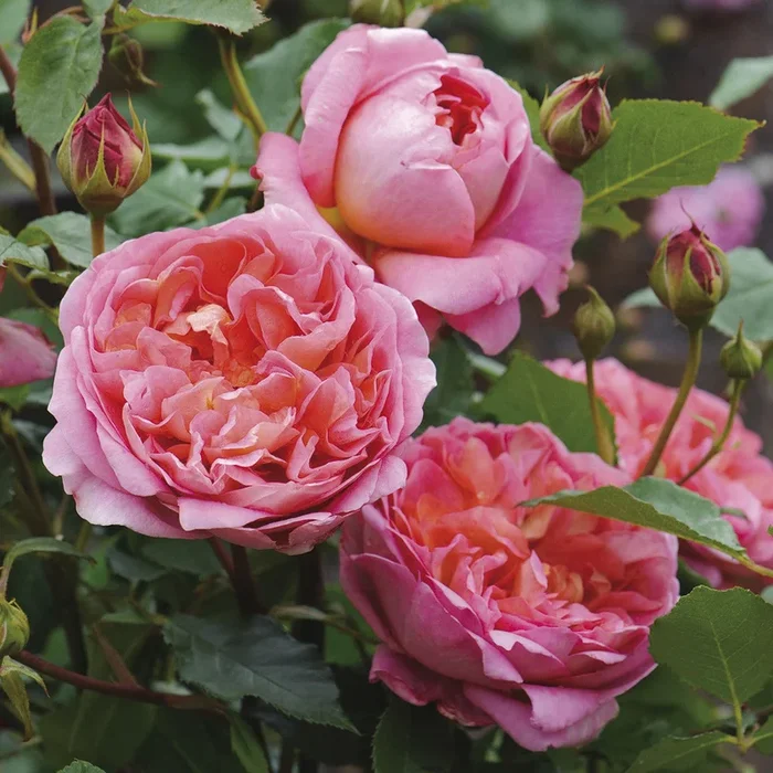 Rose Boscobel 5gal David Austin