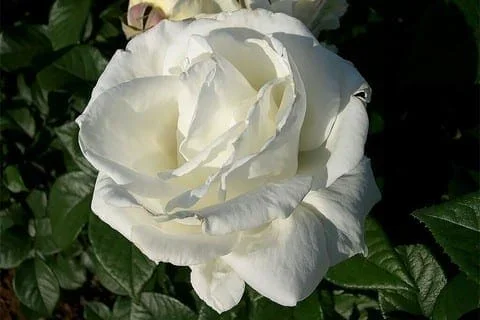Rose ‘Brilliance®’ 3ft Standard