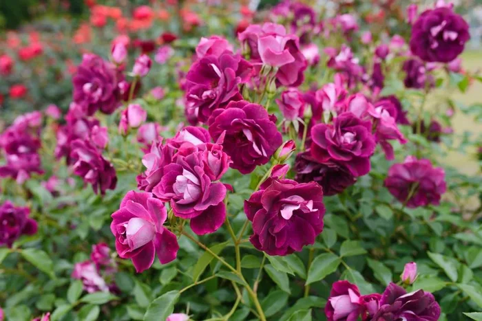 Rose ‘Burgundy Iceberg’ 4ft Standard