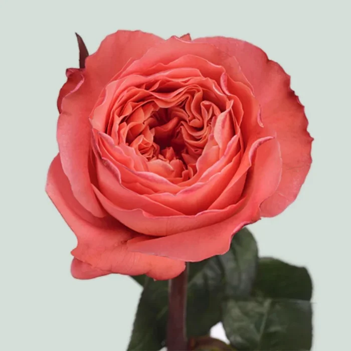 Rose Candy X-Pression (25 Stems)
