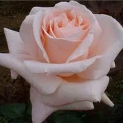 Rose ‘Carla’