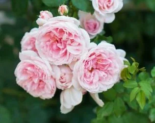 Rose ‘Cinderella’ PBR