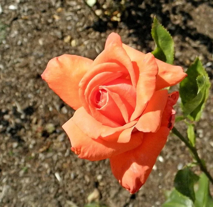Rose ‘Command Performance’