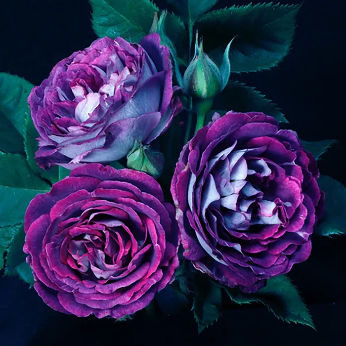 Rose Cosmic Clouds 5gal Shrub/Climber
