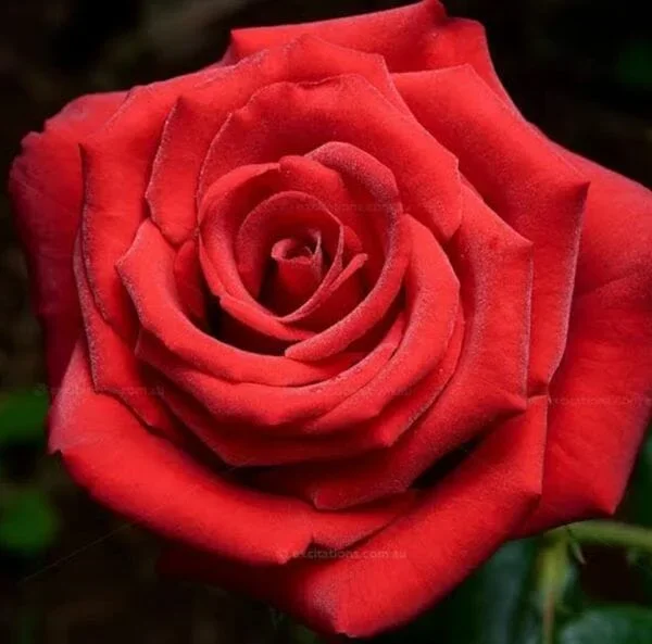 Rose ‘Dallas’ Bush Form