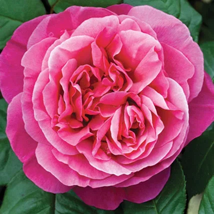 Rose Dee-Lish 5gal Hybrid Tea
