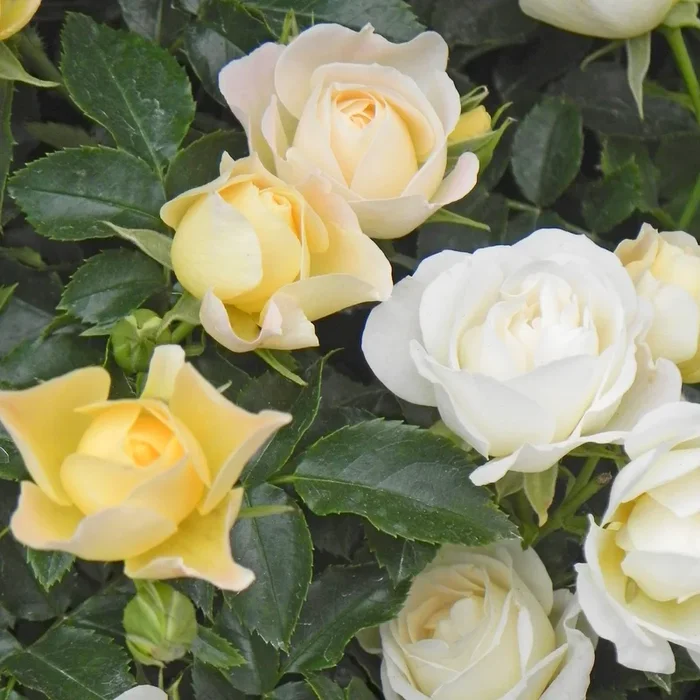 Rose Drift Popcorn 3gal