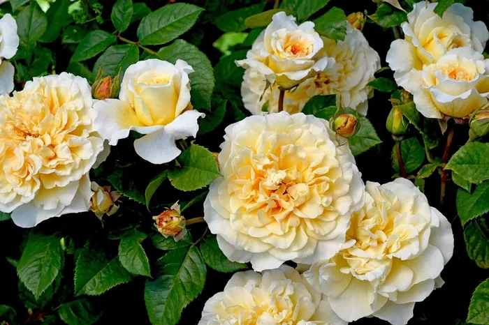 Rose ‘Earth Goddess’ Bush Form