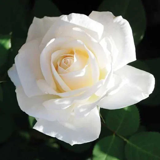 Rose Easy Spirit 5gal Floribunda