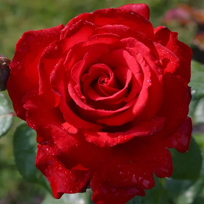 Rose Eleganza Grande Amore 5gal Hybrid Tea