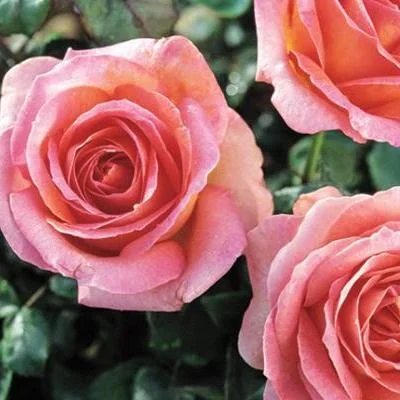 Rose Elle 5gal Hybrid Tea