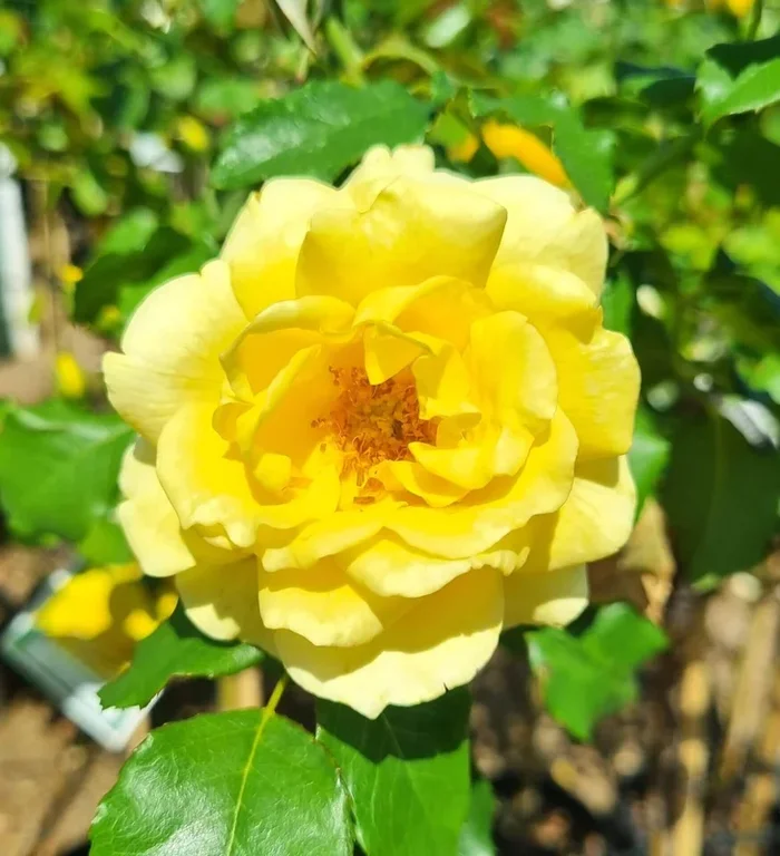 Rose ‘Friesia’