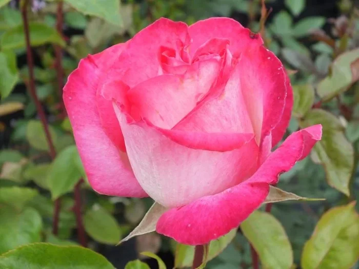 ROSE GAUJARD red/silver- Traditional Rose Bush 3L