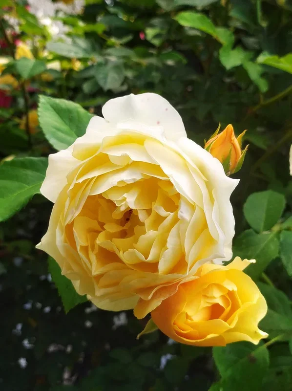 Rose ‘Gold Bunny’ 4ft Standard