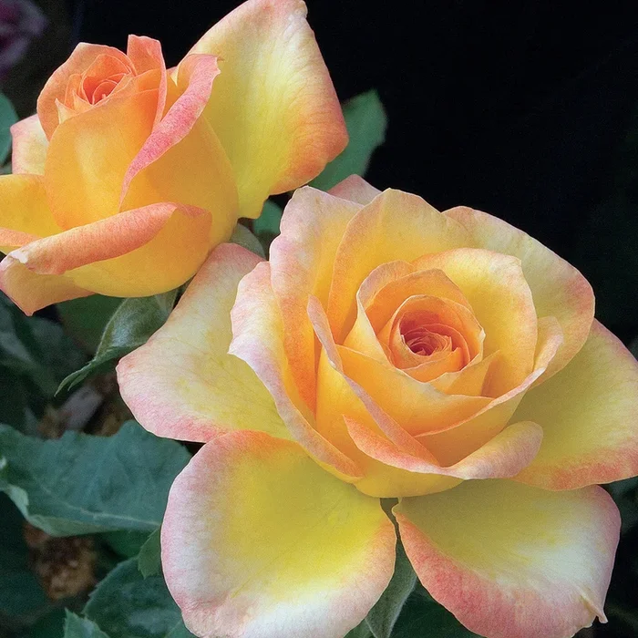 Rose Gold Medal 5gal Grandiflora