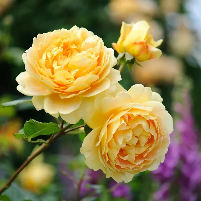 Rose Golden Celebration 5gal David Austin