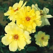 Rose ‘Golden Showers’