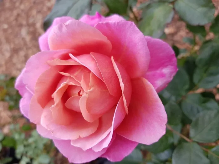 Rose ‘Grandma’s’
