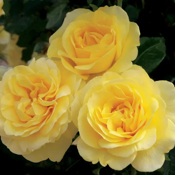 Rose Happy Go Lucky 5gal Grandiflora