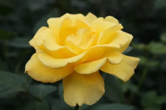 Rose ‘Helmut Schmidt’ 4ft Standard