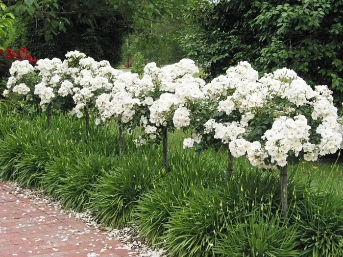 Rose ‘Iceberg’ 3ft Standard
