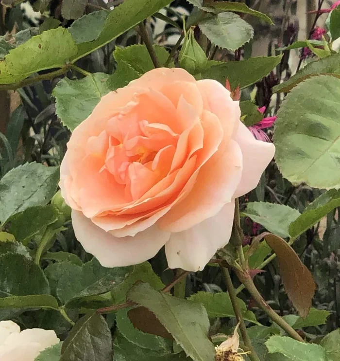 Rose ‘Impala®’ 3ft Standard